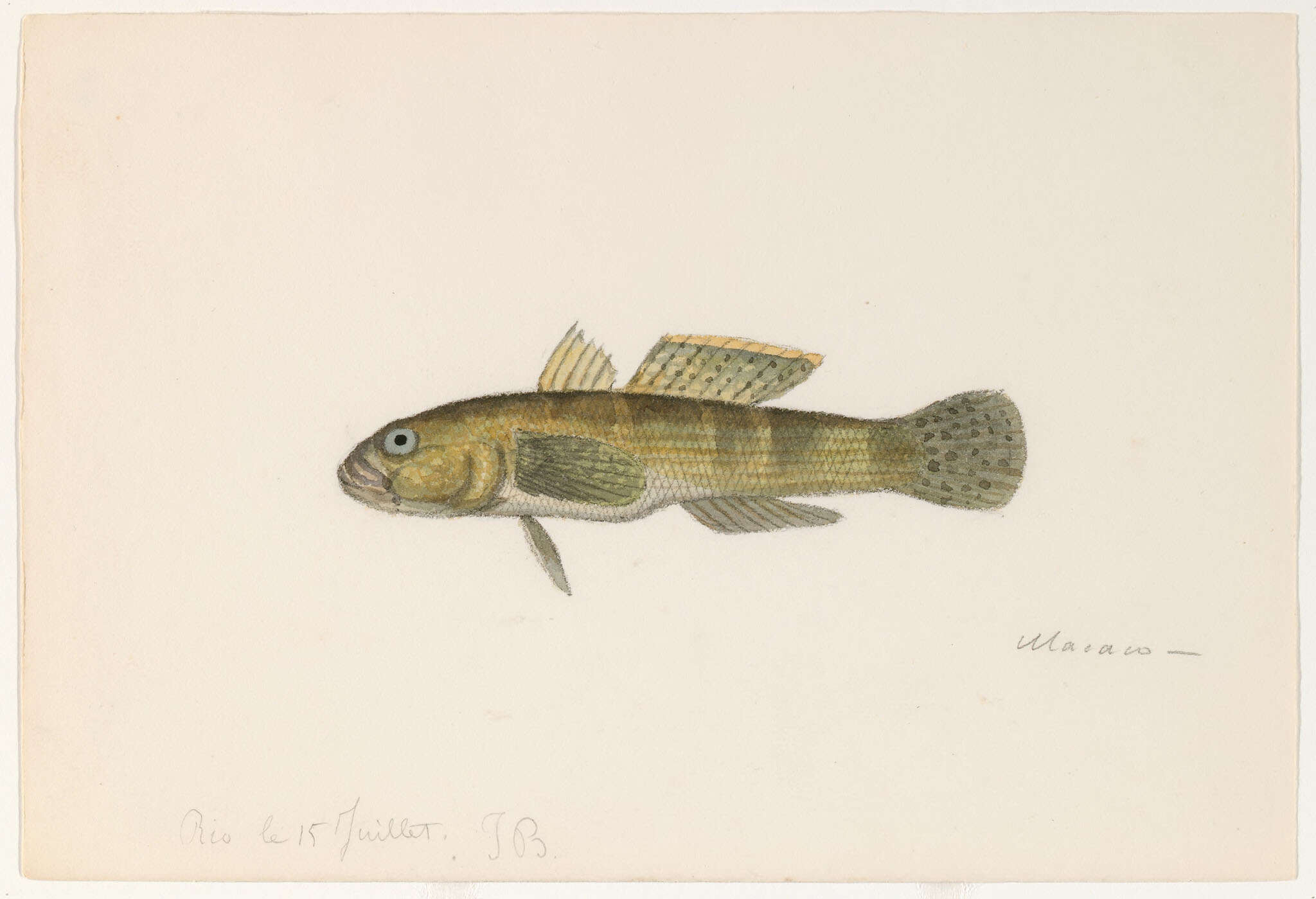 Image of goby