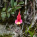 Image of Veitch's Masdevallia