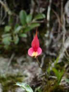 Image of masdevallia