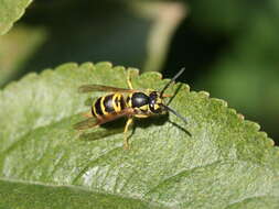 Image of Yellowjackets