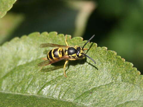 Image de Vespula maculifrons (Buysson 1905)