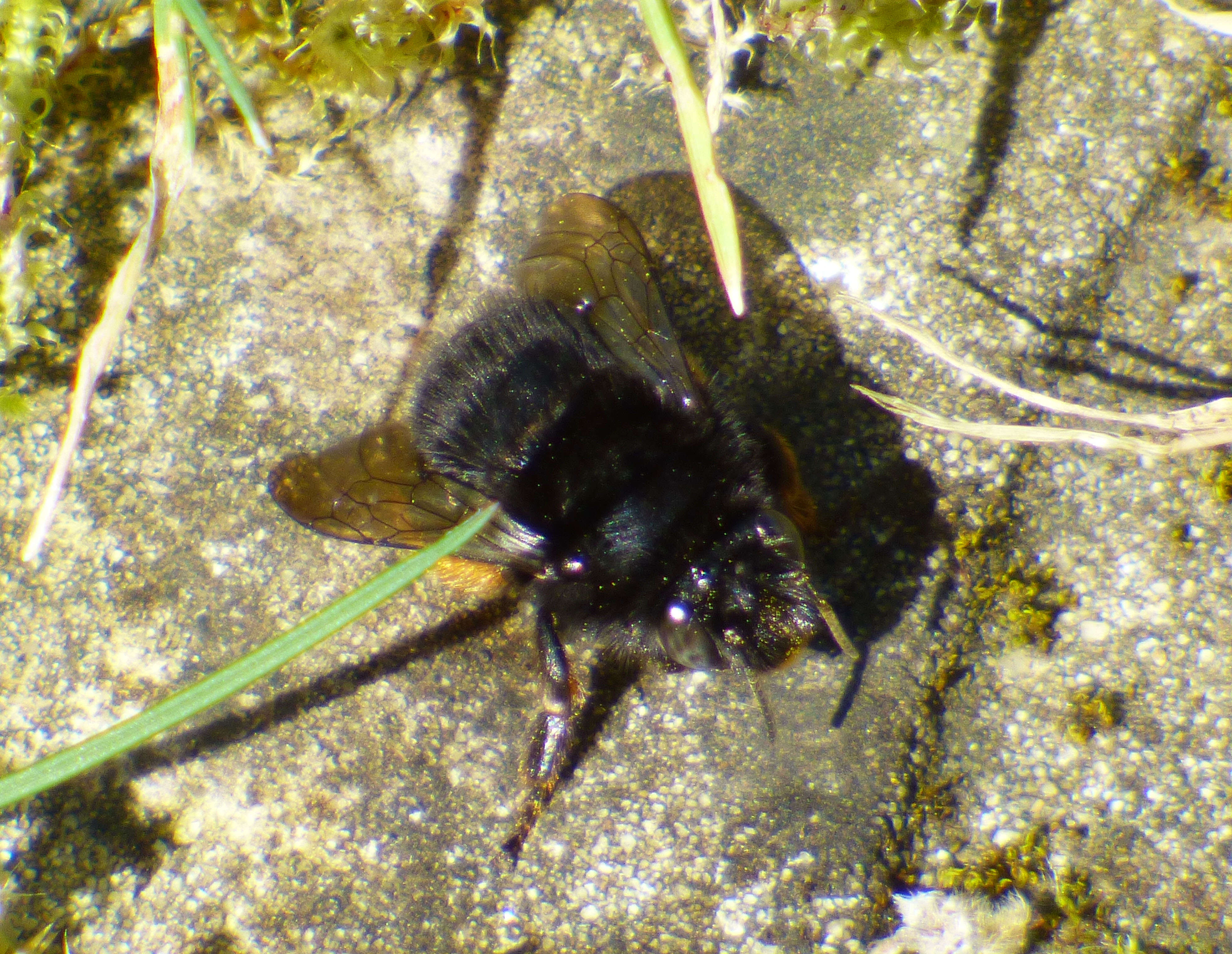 Image of Anthophorine Bees