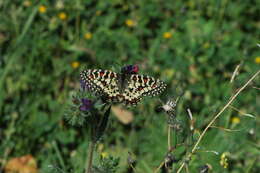 Image of Zerynthia rumina (Linnaeus 1758)