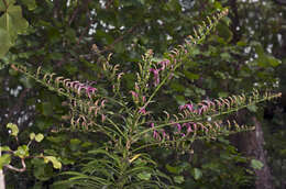 Image of false lobelia