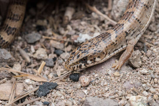 Image of Madrean Alligator Lizard