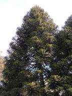 Image of Araucaria