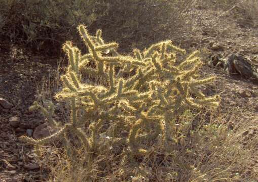 Image of buck-horn cholla