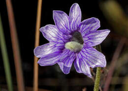 Image of blueflower butterwort