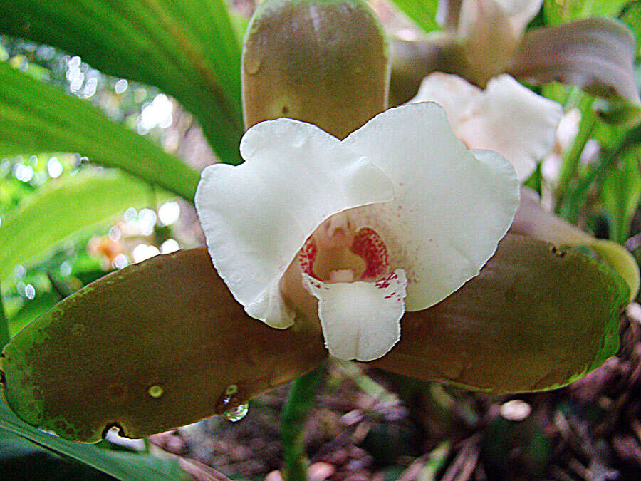 Image of lycaste