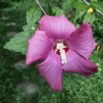 Imagem de Hibiscus syriacus L.