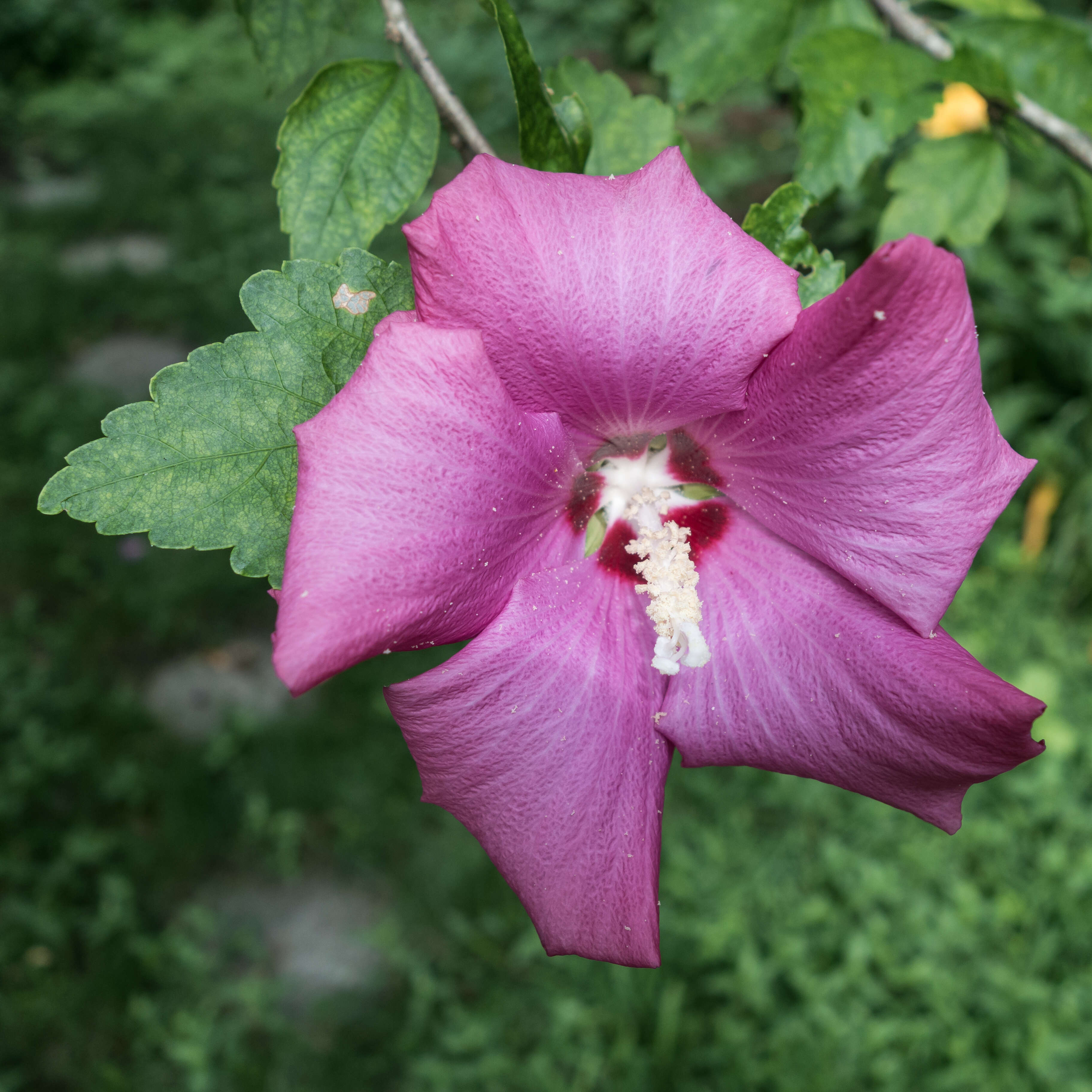 Image of rose of Sharon