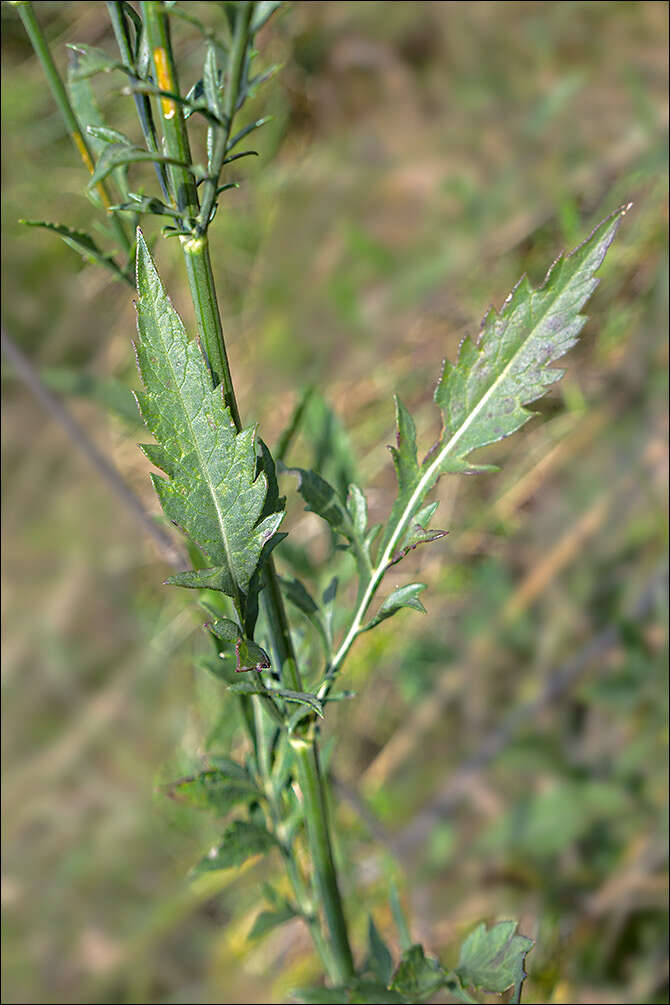 Image of cephalaria