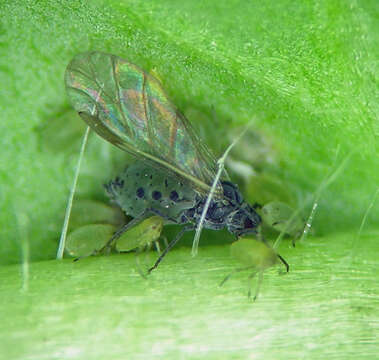 Image of Erigeron-root aphid
