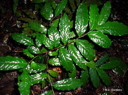 Image of Achariaceae