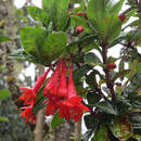 Imagem de Fuchsia vulcanica Andre