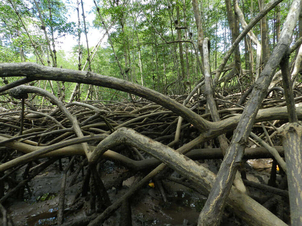 Image of mangrove