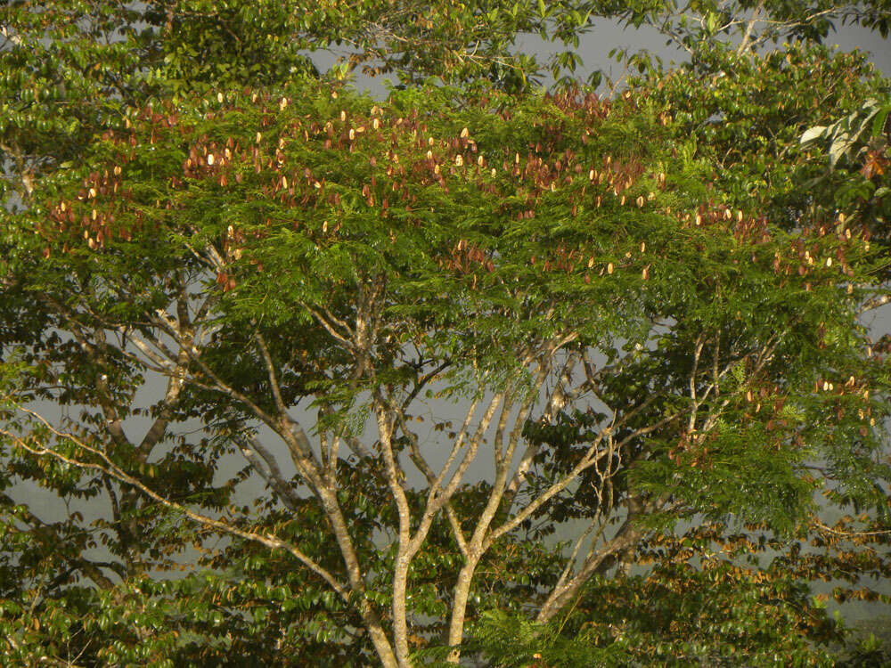 Image of Jacaranda copaia (Aubl.) D. Don