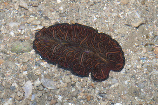 Image of Elegant flatworm