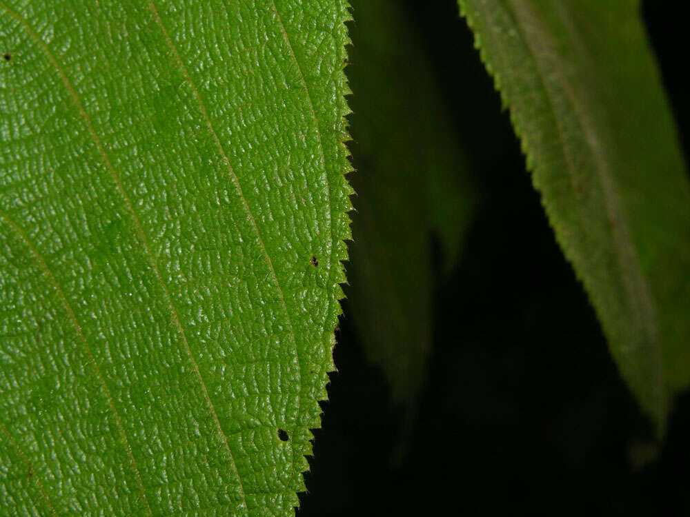 Image of Apeiba tibourbou Aubl.