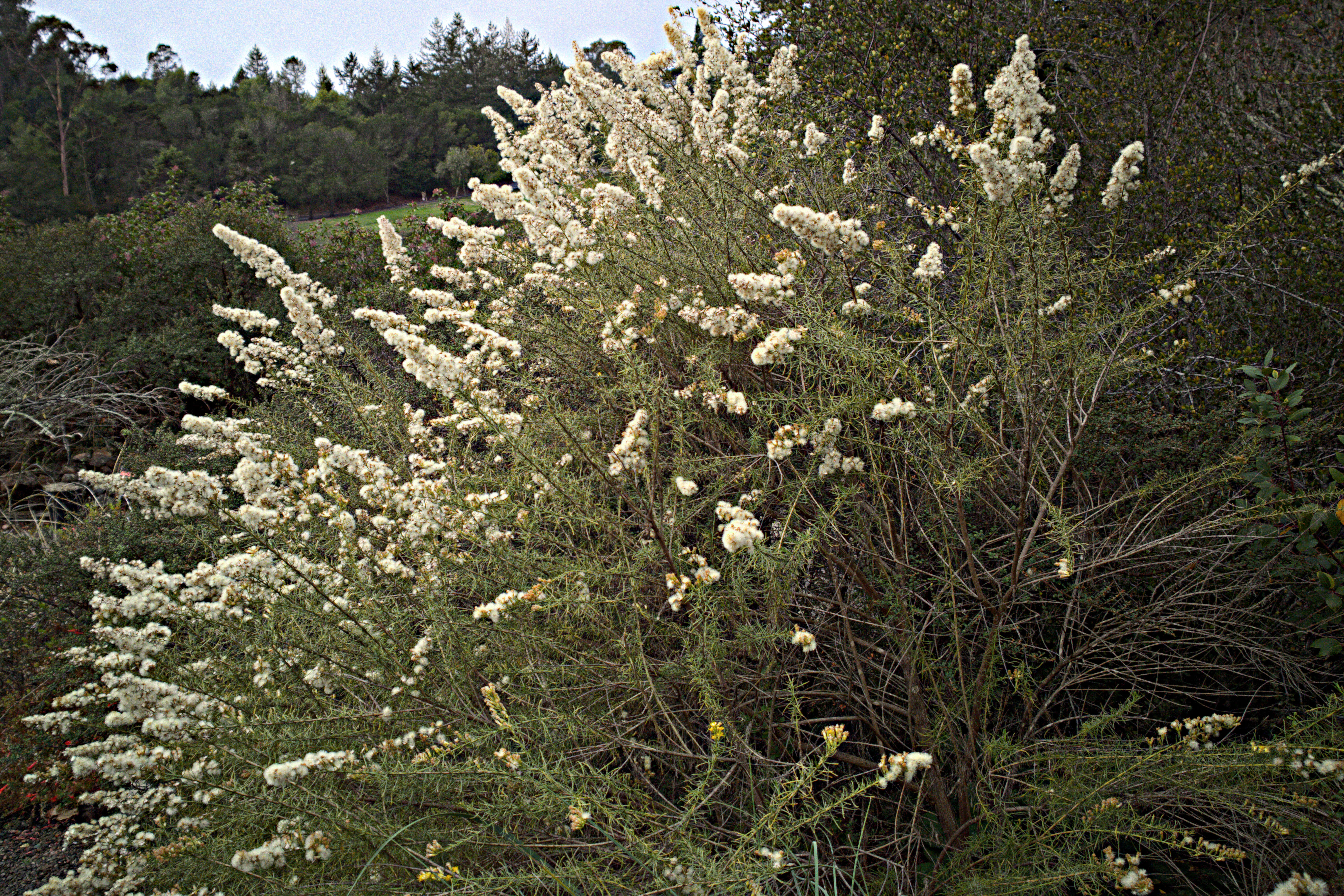 Image of Ericameria palmeri palmeri