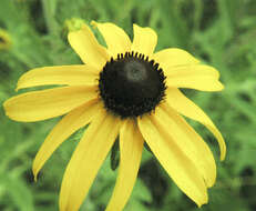 Image of blackeyed Susan