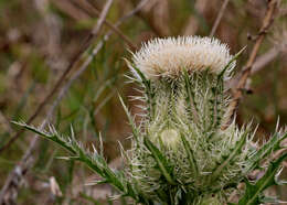 Image of yellow thistle