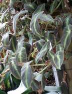 Image of Begonia listada L. B. Sm. & Wassh.