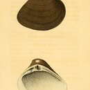 Image de Rangia cuneata (G. B. Sowerby I 1832)