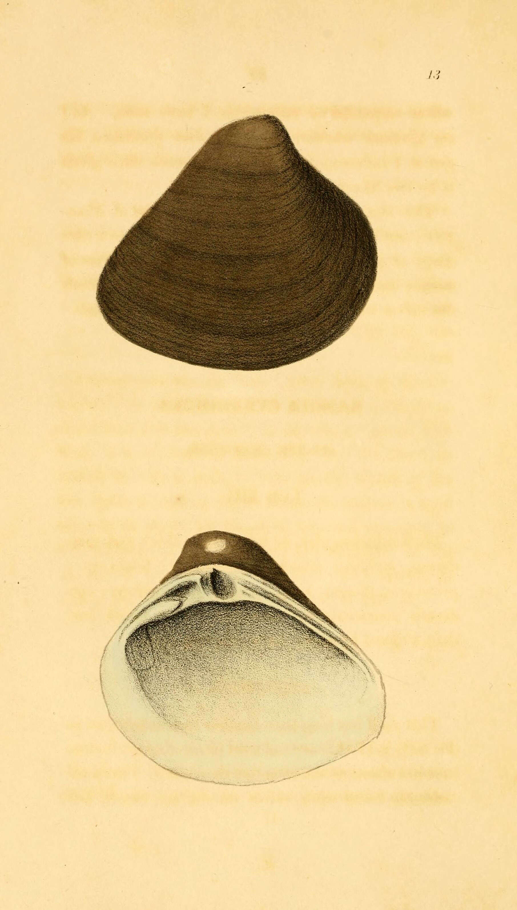 Imagem de Mactroidea Lamarck 1809