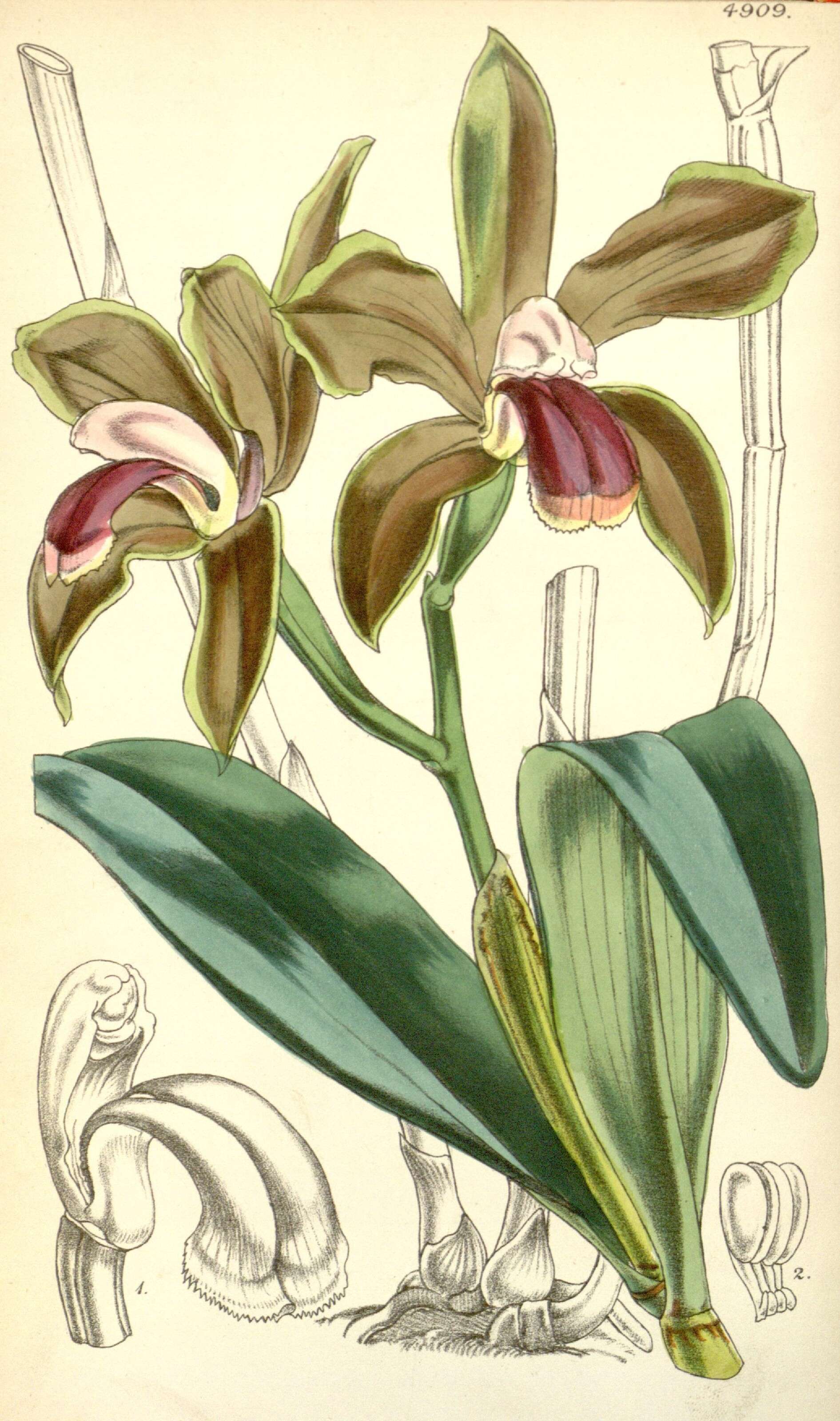 Image of Bicolored Cattleya
