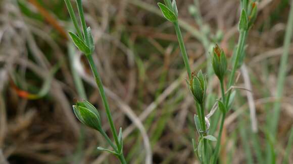 Image of grassy St. Johnswort