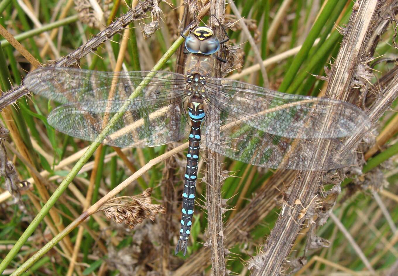 Image of hawker dragonfly