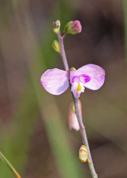 Image of Asemeia violacea (Aubl.) J. F. B. Pastore & J. R. Abbott