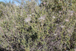 Image of Apache plume