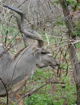 Image of Spiral-horned Antelope