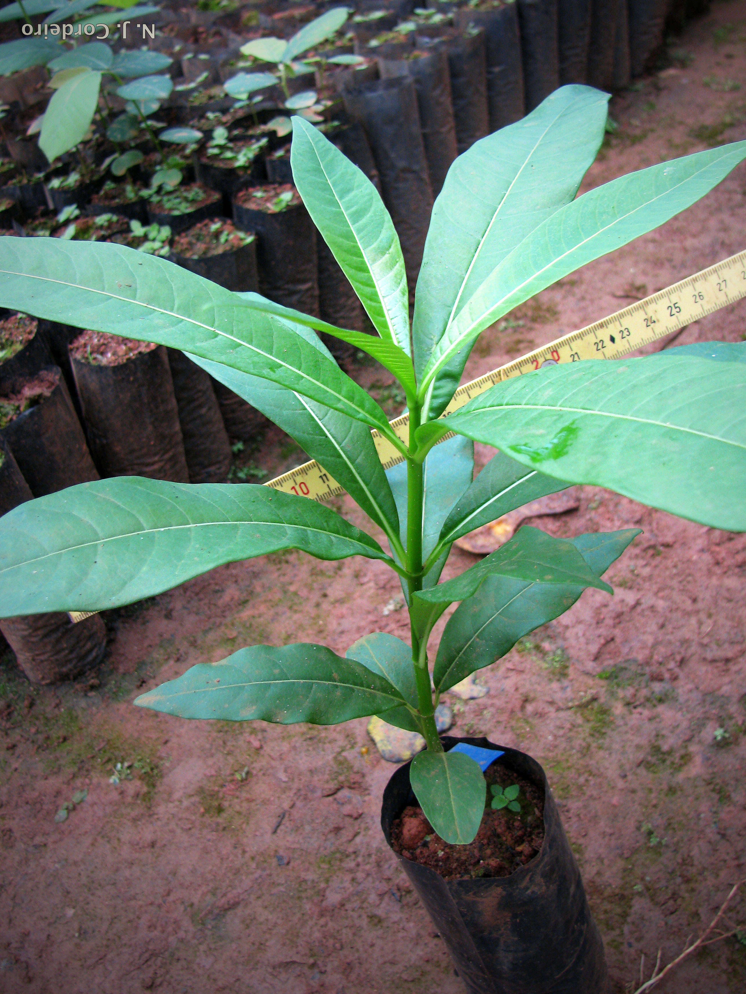 Image of Quinine tree