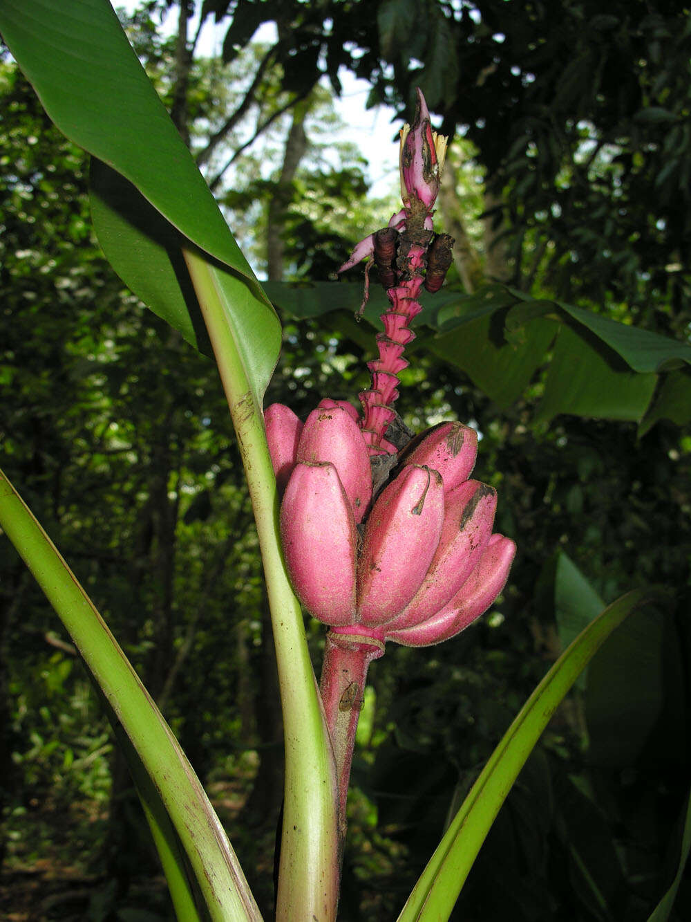 Image of hairy banana