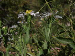 Image of white panicle aster