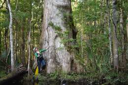 Image of Bald Cypress