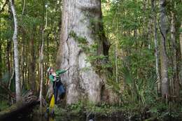 Image of bald cypress