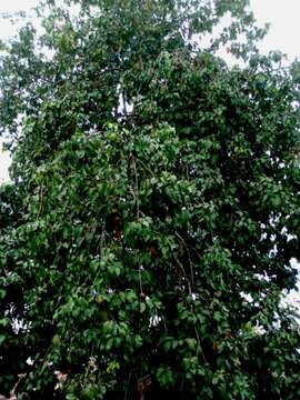 Image of Santol