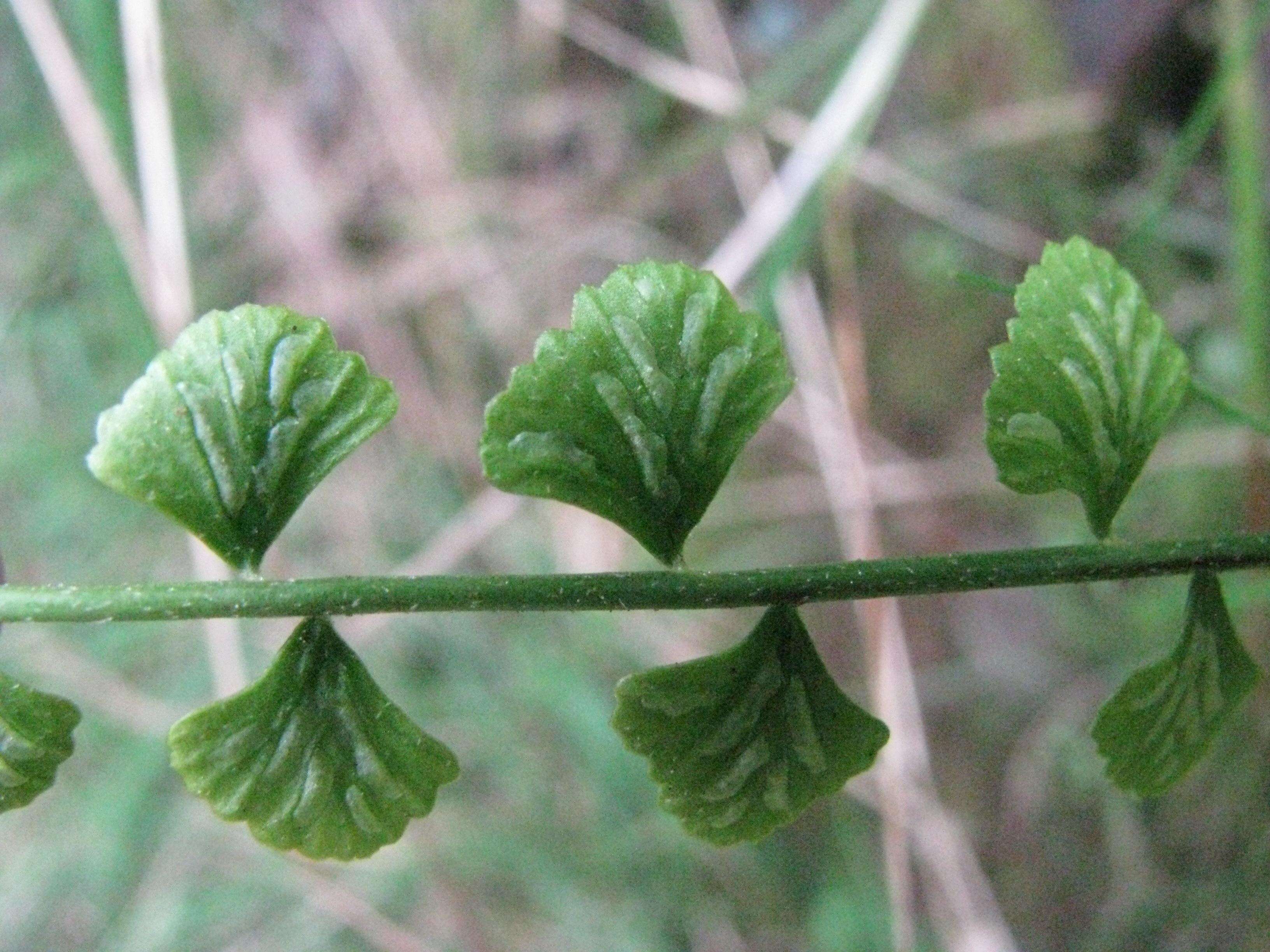 Image of Asplenium flabellifolium Cav.