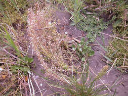 Image of scurvygrass