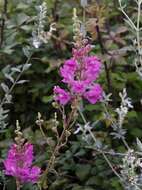 Image of Snap Dragons