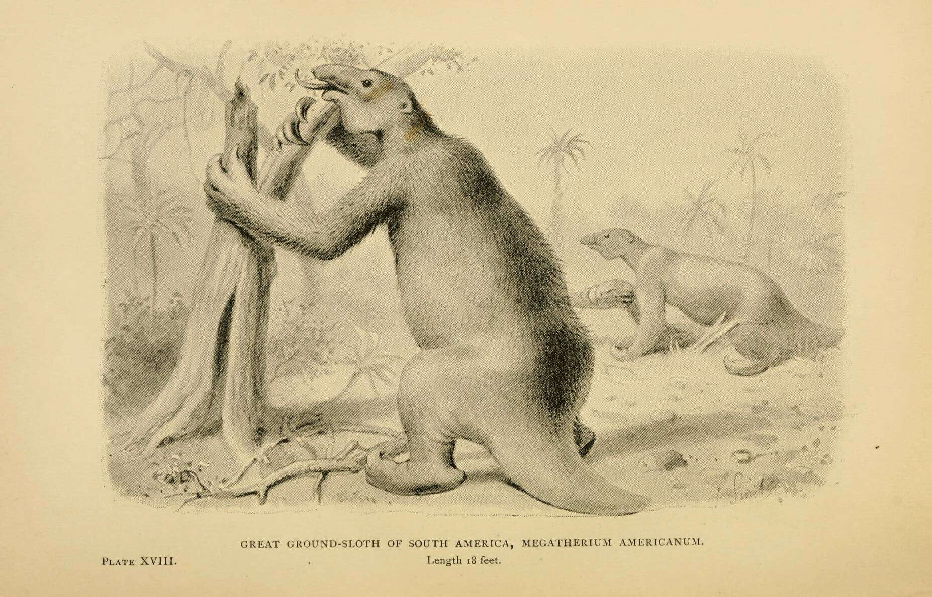 Image of Megatherium americanum Cuvier 1796