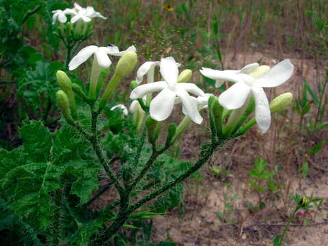 Image of Texas bullnettle