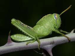 Image of egyptian grasshopper, tree locust