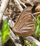 Image of Leafwings