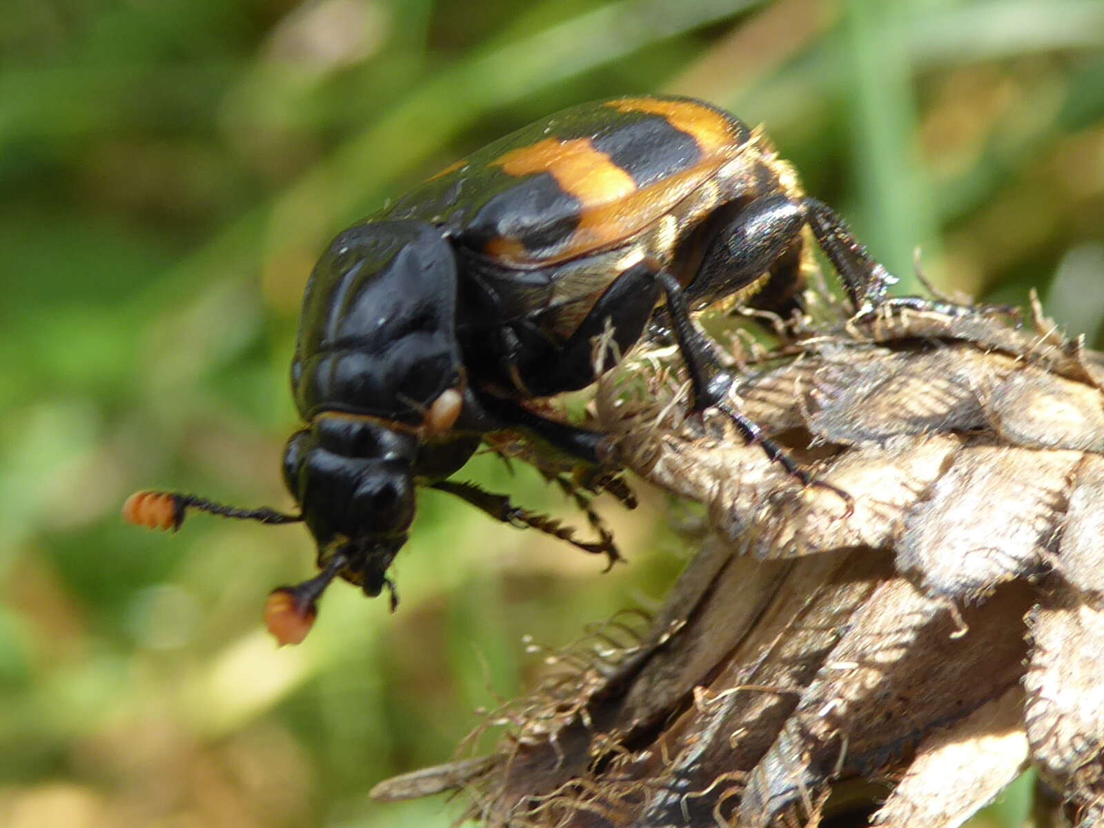 Image of Nicrophorus (Nicrophorus) interruptus (Stephens 1830)