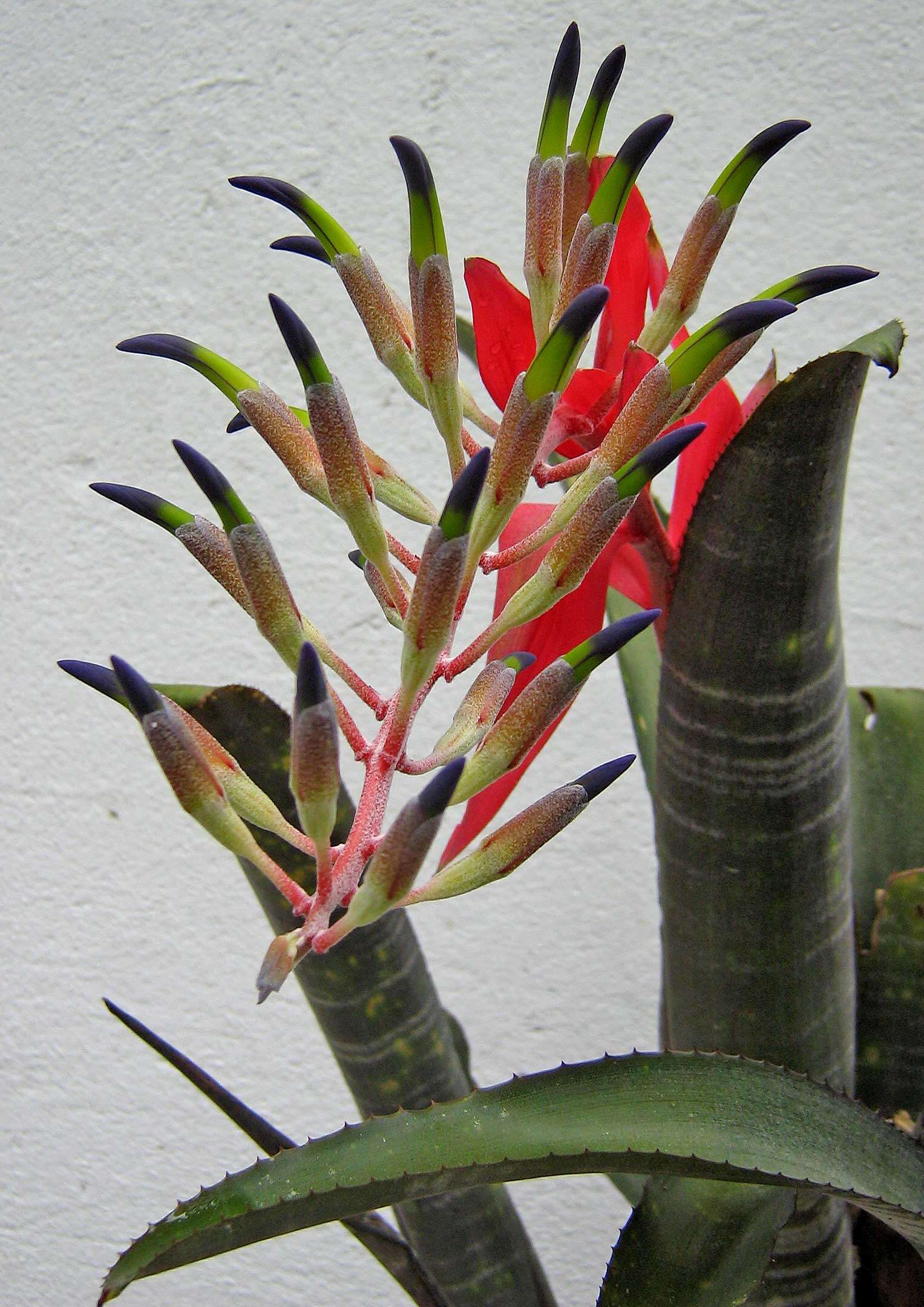 Image of billbergia